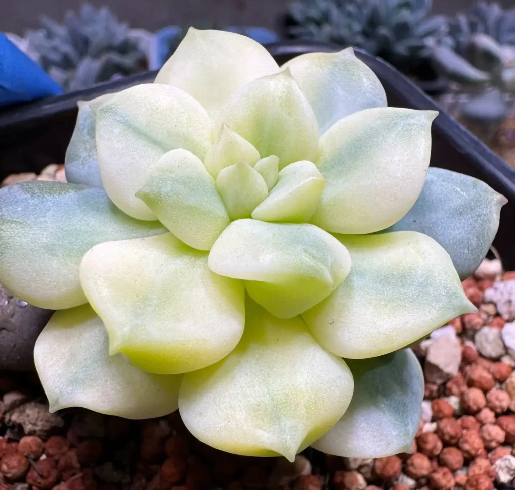 ‘Cream Puff’ Variegated Succulent
