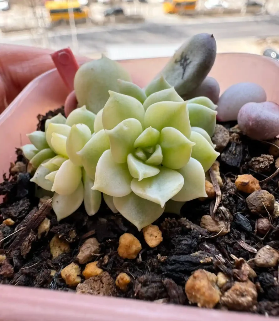 Variegated Succulents