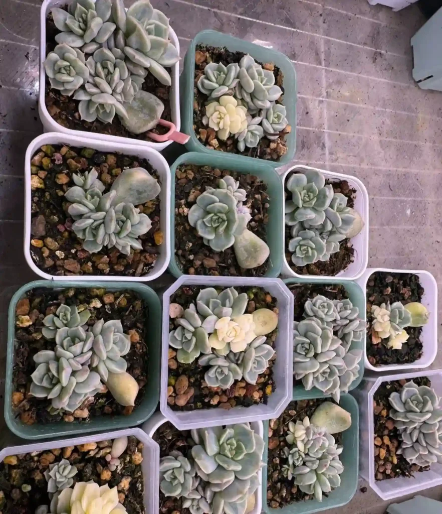 Variegated Succulents