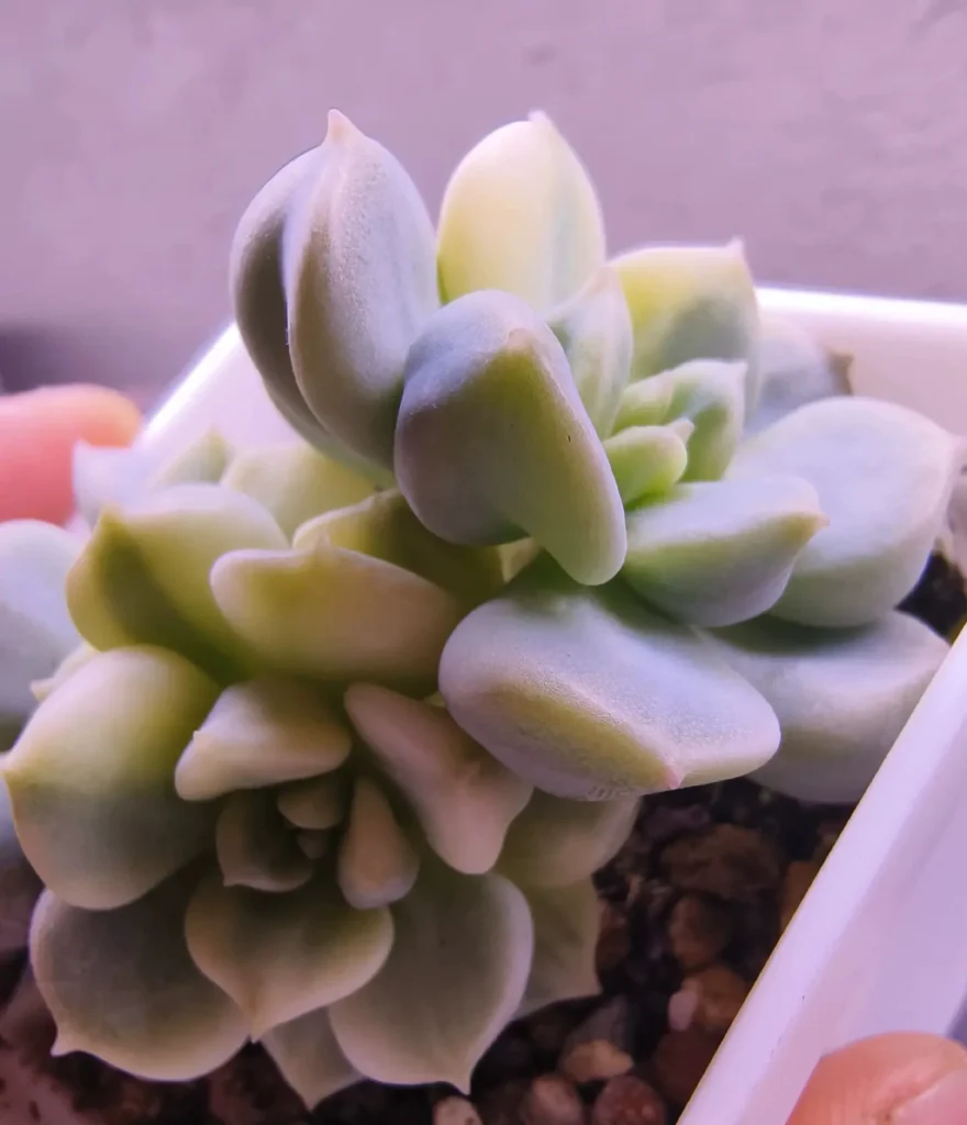 ‘Cream Puff’ Variegated Succulent