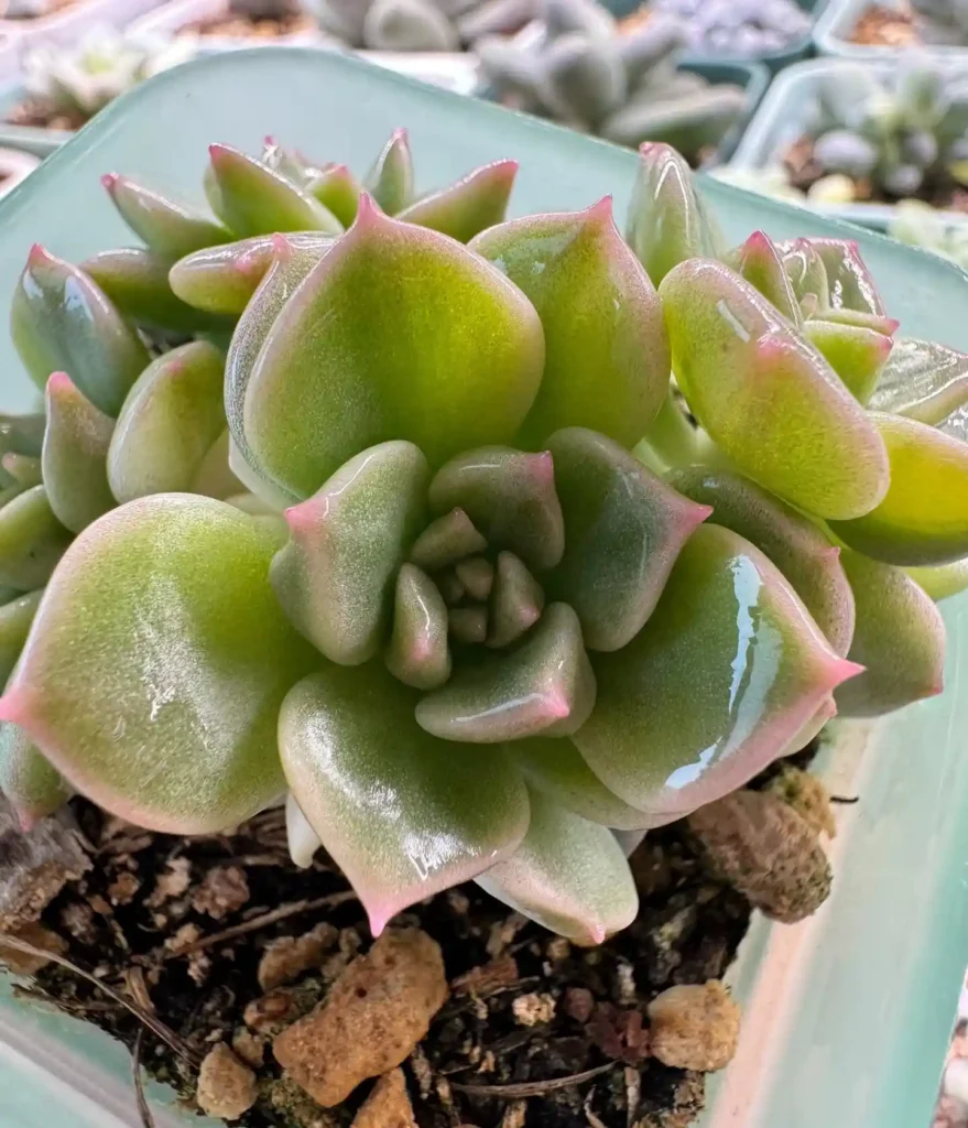Variegated Succulents