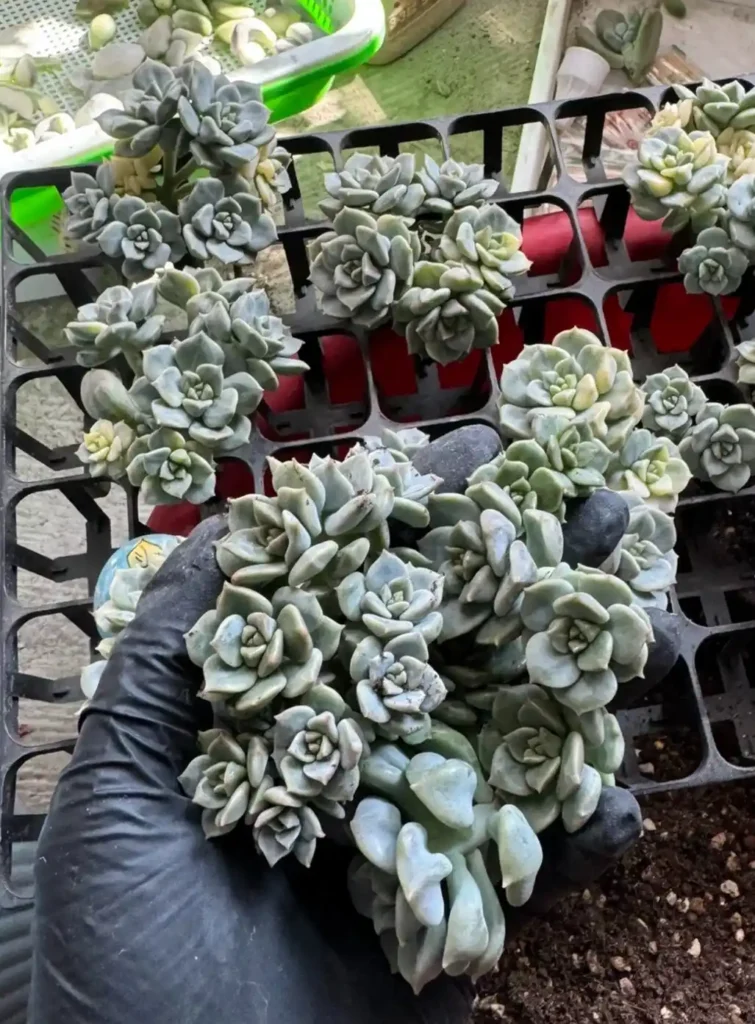 Variegated Succulents