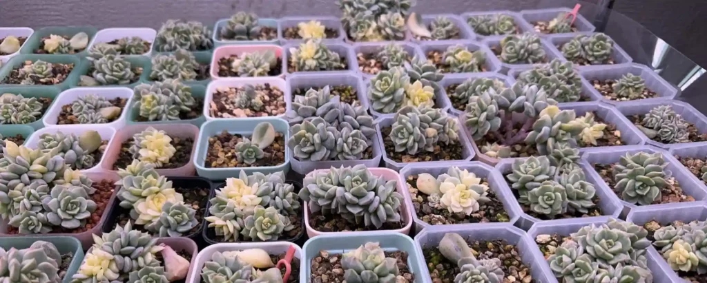 Variegated Succulents