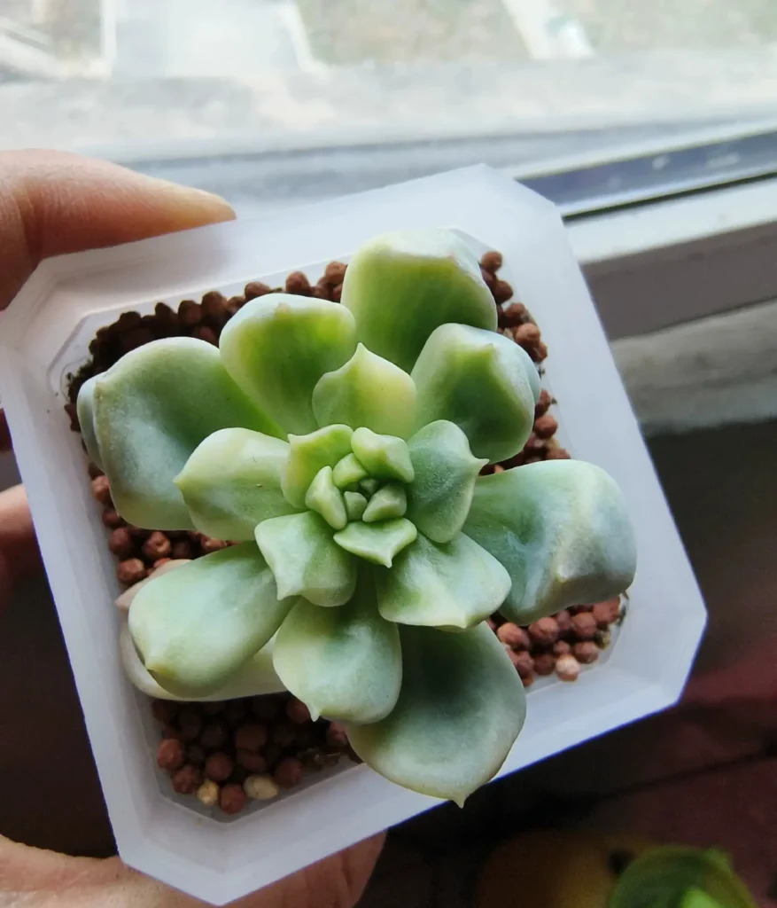 Variegated Succulents
