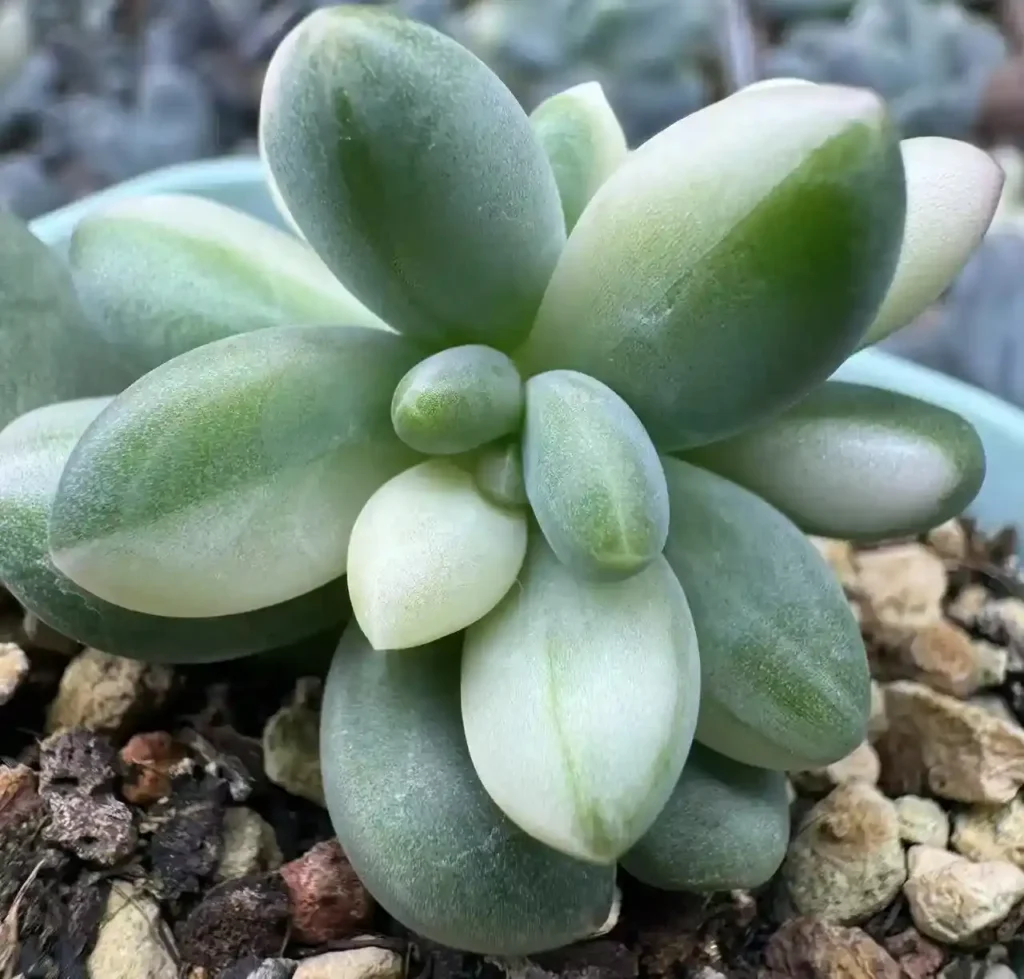 Variegated Succulents