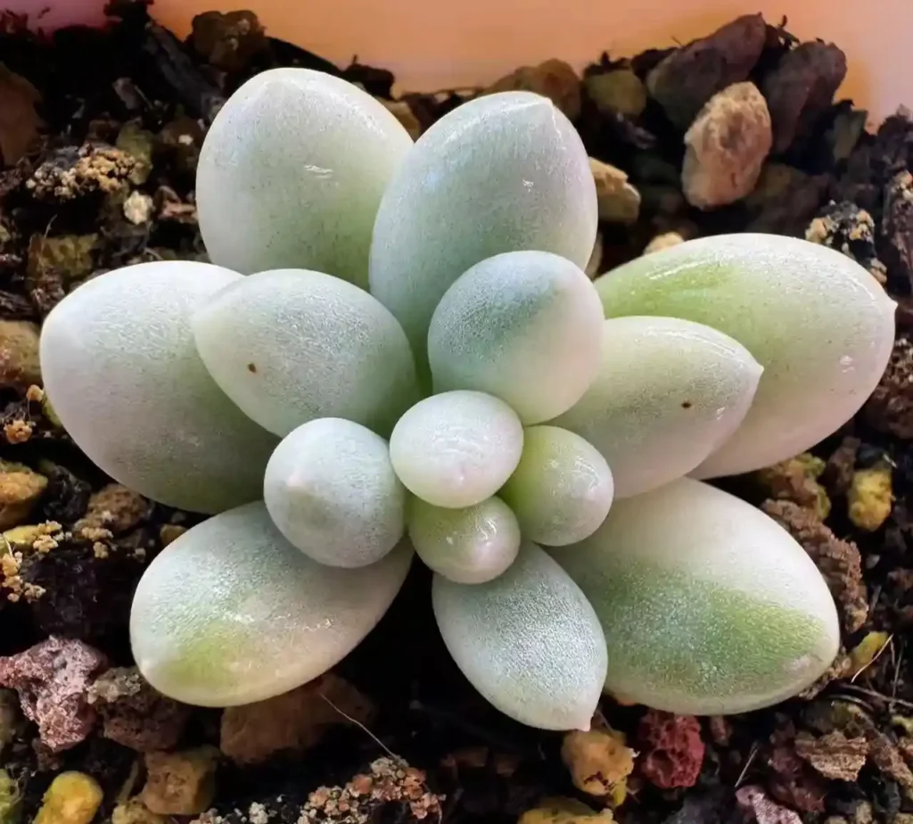 variegated succulents