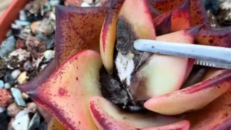 Succulent Black Rot Rescue