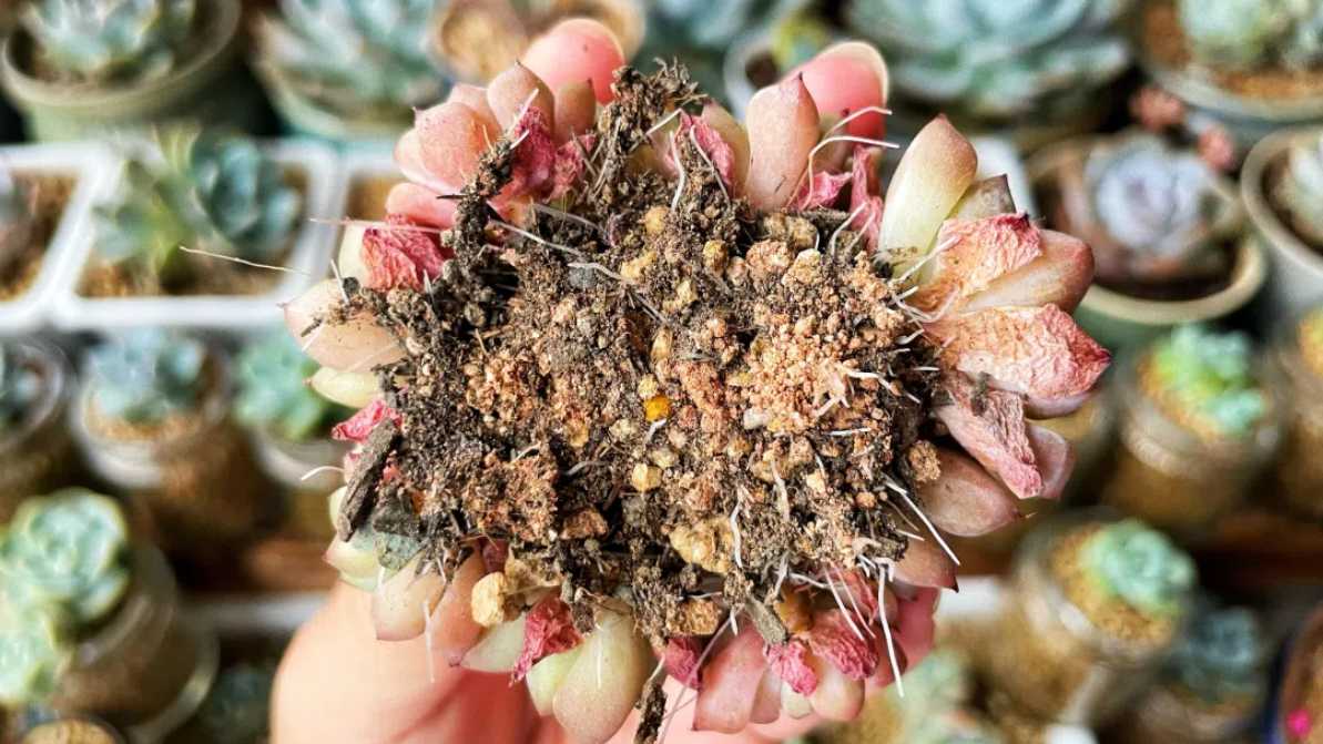 Succulent Rooting Guide: 7 Proven Fixes for Stubborn Plants