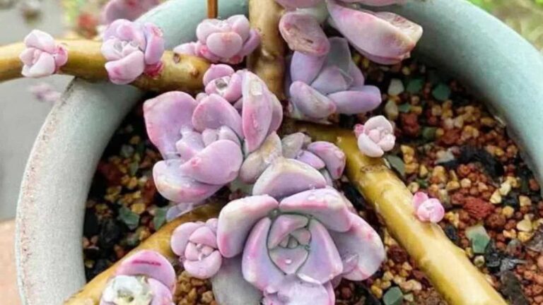 How to Propagate Succulents: 3 Proven Methods for Growing Lush Succulent Clusters