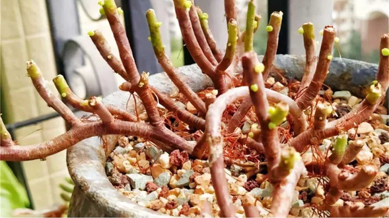 How to Propagate Succulents: 3 Proven Methods for Growing Lush Succulent Clusters