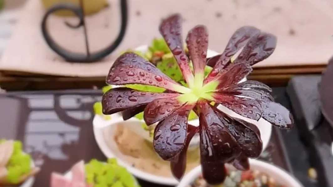 How to Propagate Succulents: 3 Proven Methods for Growing Lush Succulent Clusters