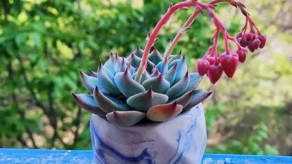 ucculent Flower Stalks