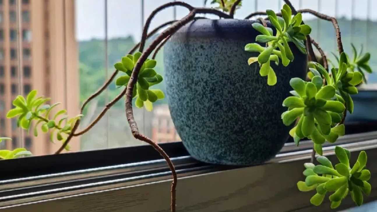 Leggy Succulents