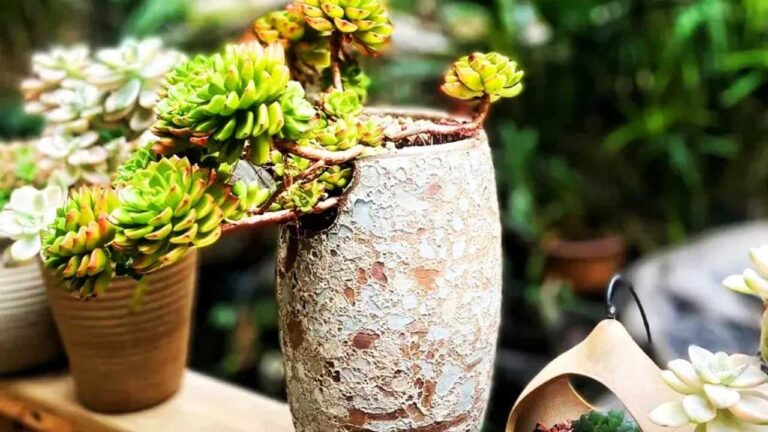 How to Transform Leggy Succulents into Stunning Masterpieces