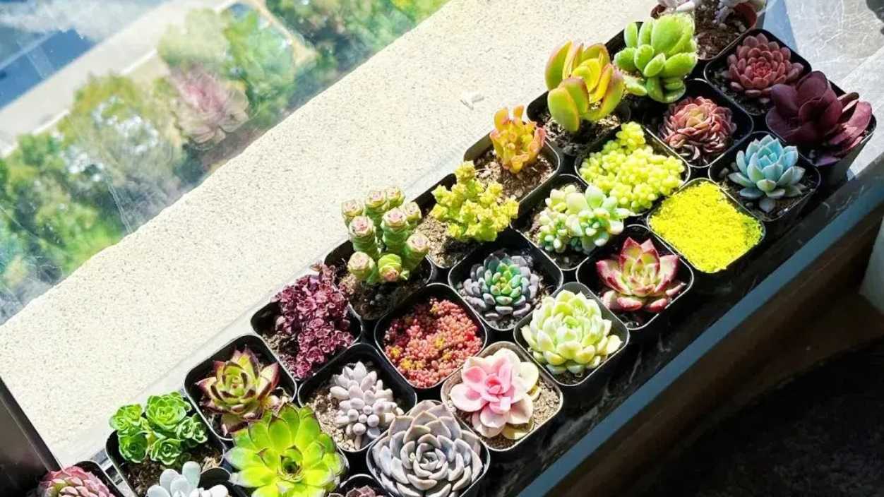 Indoor Succulent Care Guide