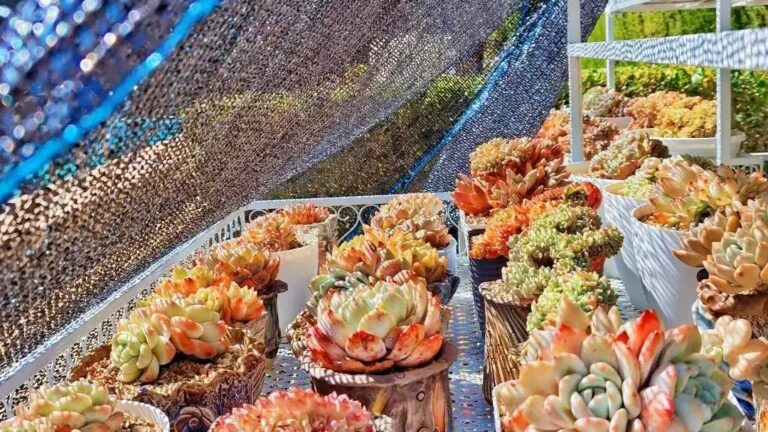 How to Fix Sunburned Succulents in Summer