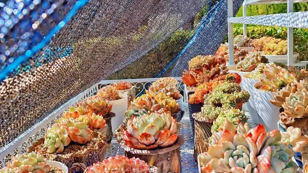How to Fix Sunburned Succulents in Summer