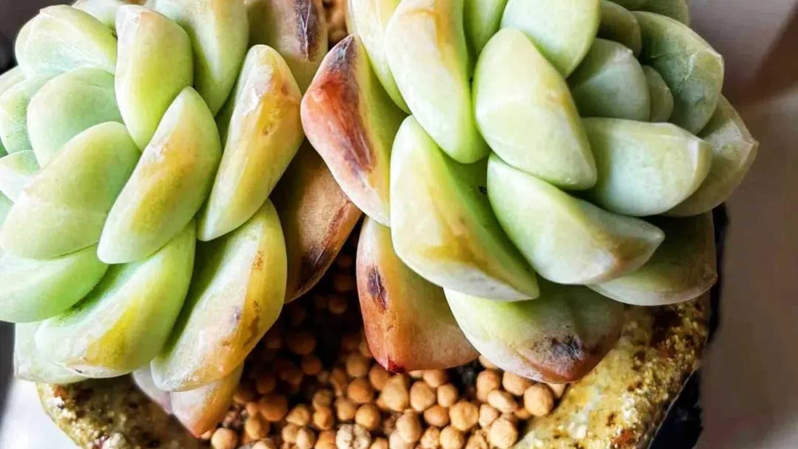 Sunburned Succulents