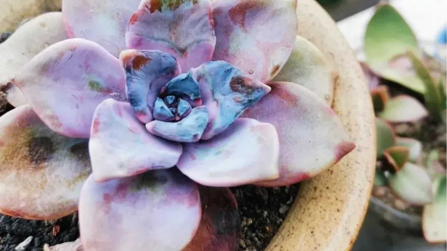 Sunburned Succulents