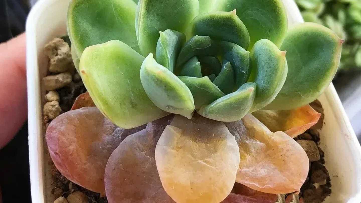 Sunburned Succulents