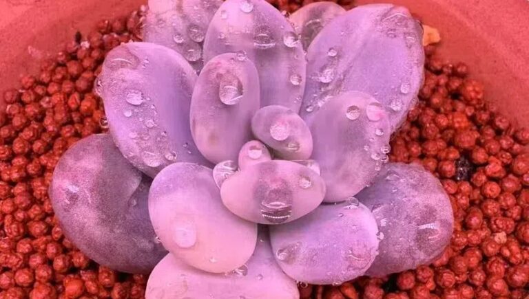 variegated succulent