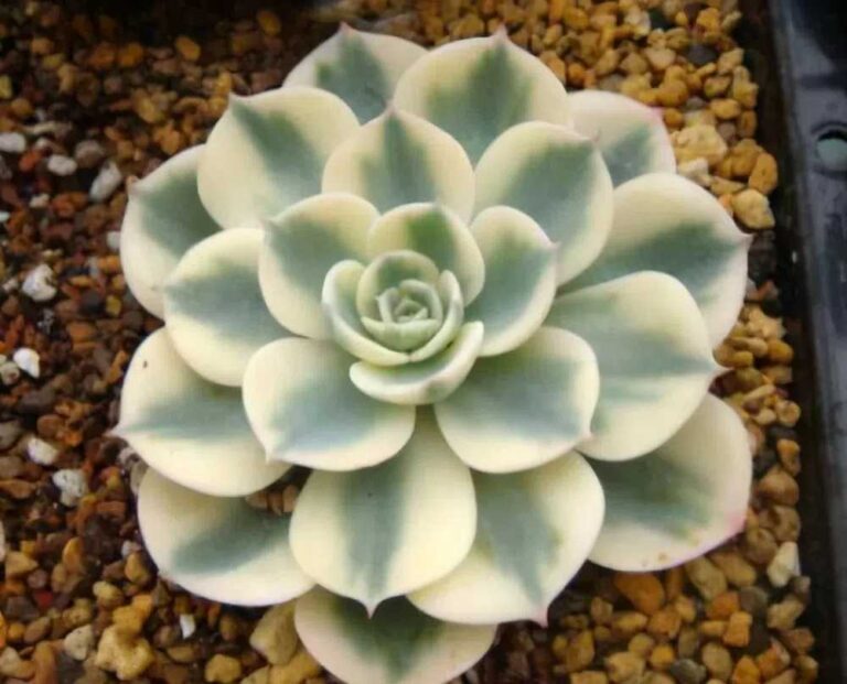 Variegated Succulents