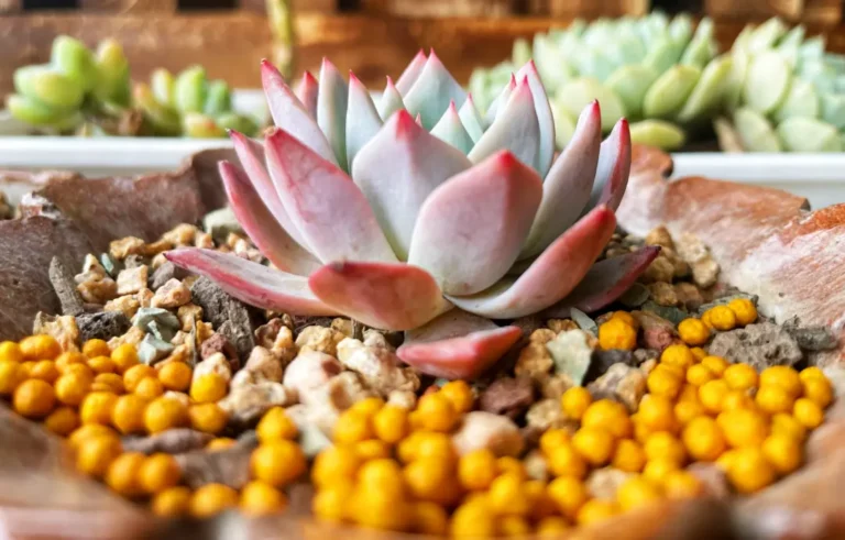 Fertilizing Succulents