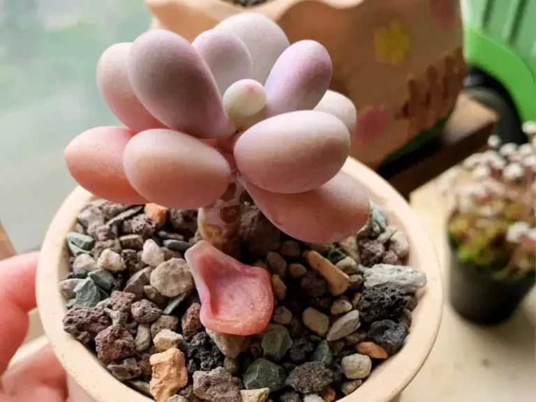 Succulent Dropping Leaves