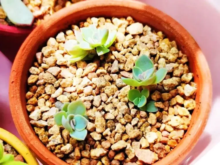 How to Transplant Succulent Offshoots