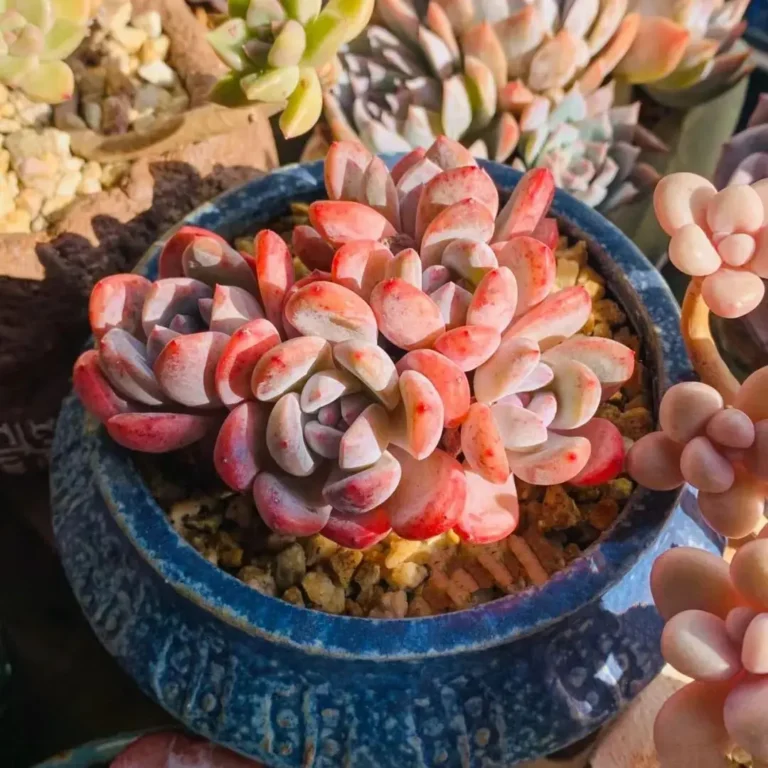 7 Succulent Care Myths Debunked
