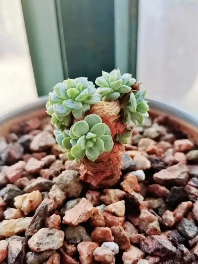 The Ultimate Guide to Succulent Propagation