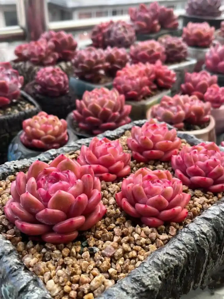 Why Is Your Succulent Shrinking?