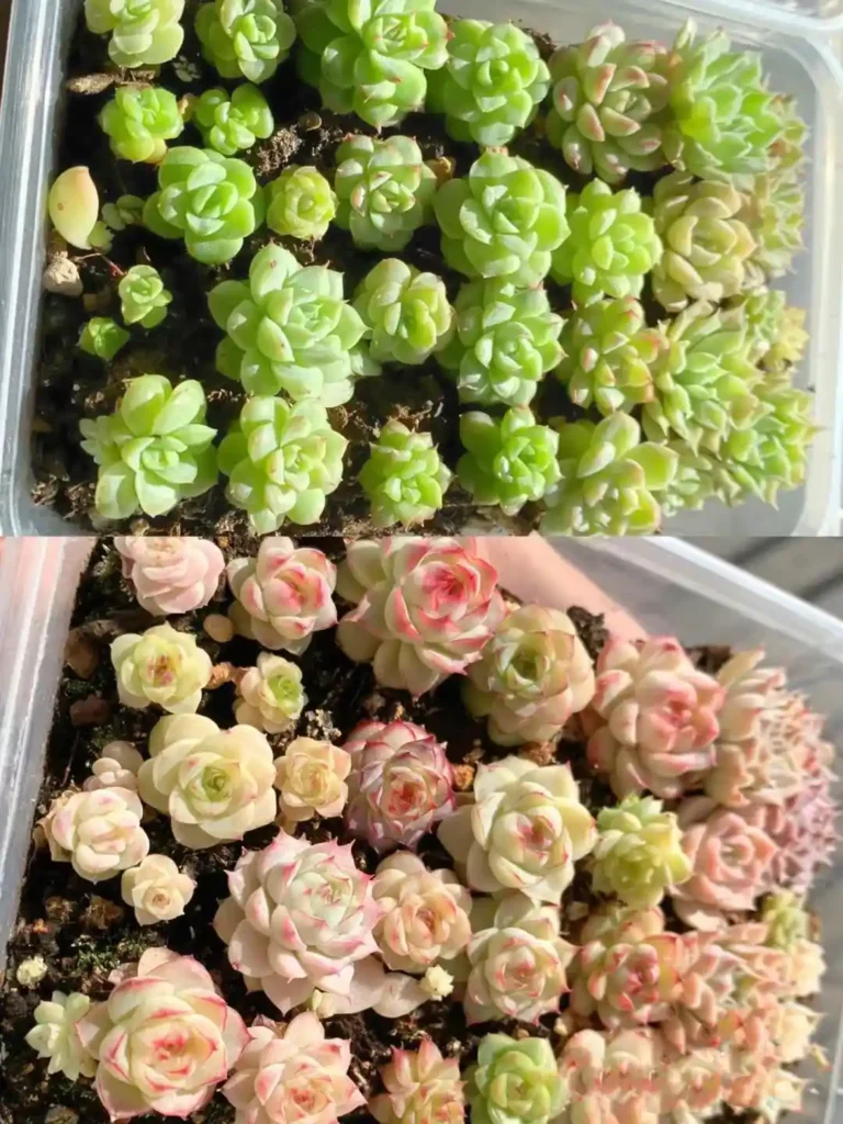 5 Ways to Make Succulents More Colorful