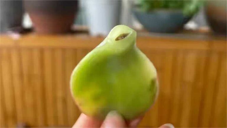How to Propagate Succulents from Leaves
