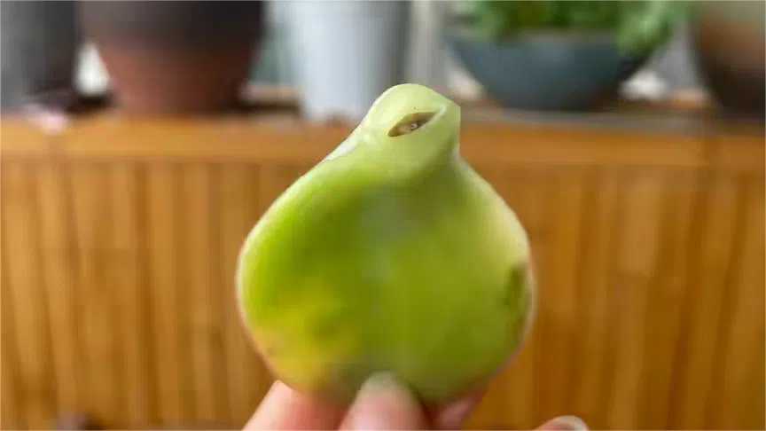 How to Propagate Succulents from Leaves