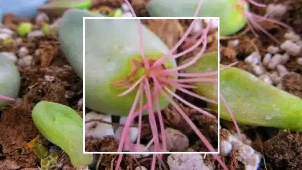 How to Propagate Succulents from Leaves: