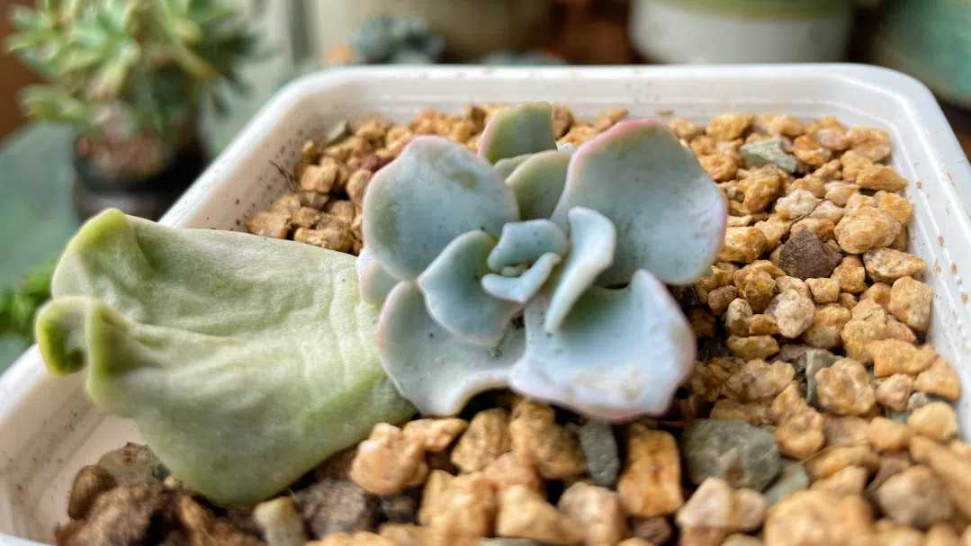 How to Propagate Succulents from Leaves: