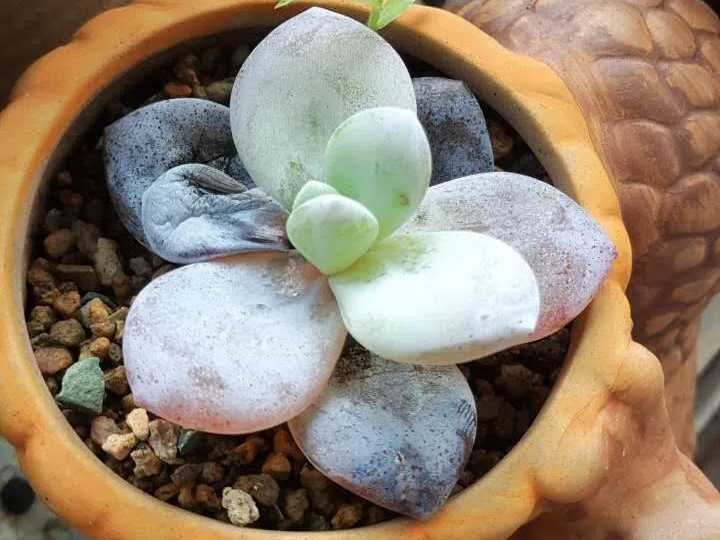 Summer Rain Kills Succulents