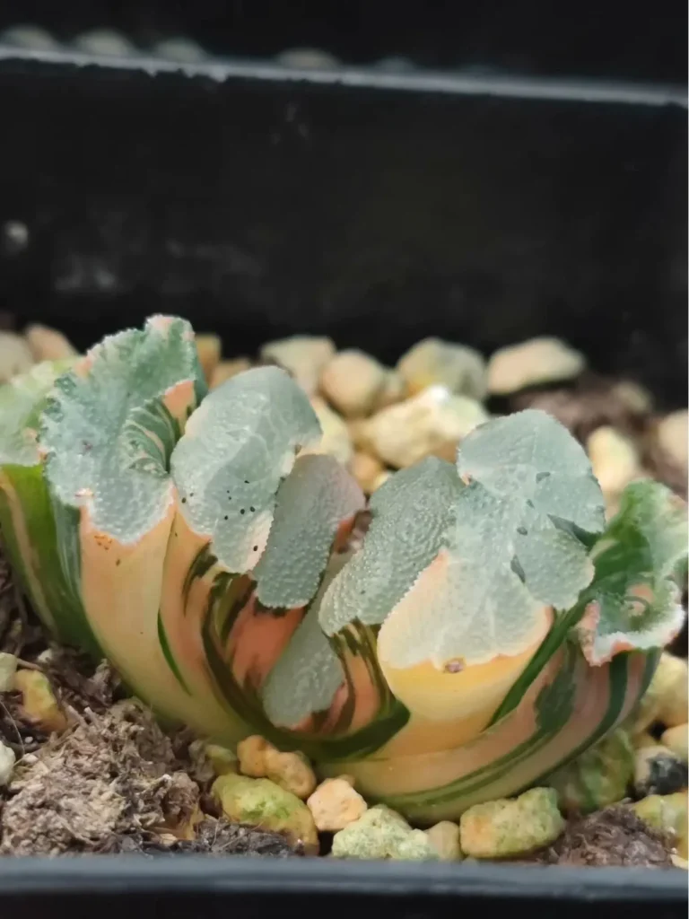 Variegated Succulents