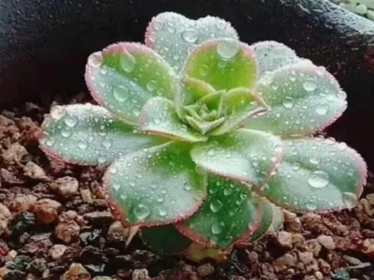 Ultimate Guide to Watering Succulents